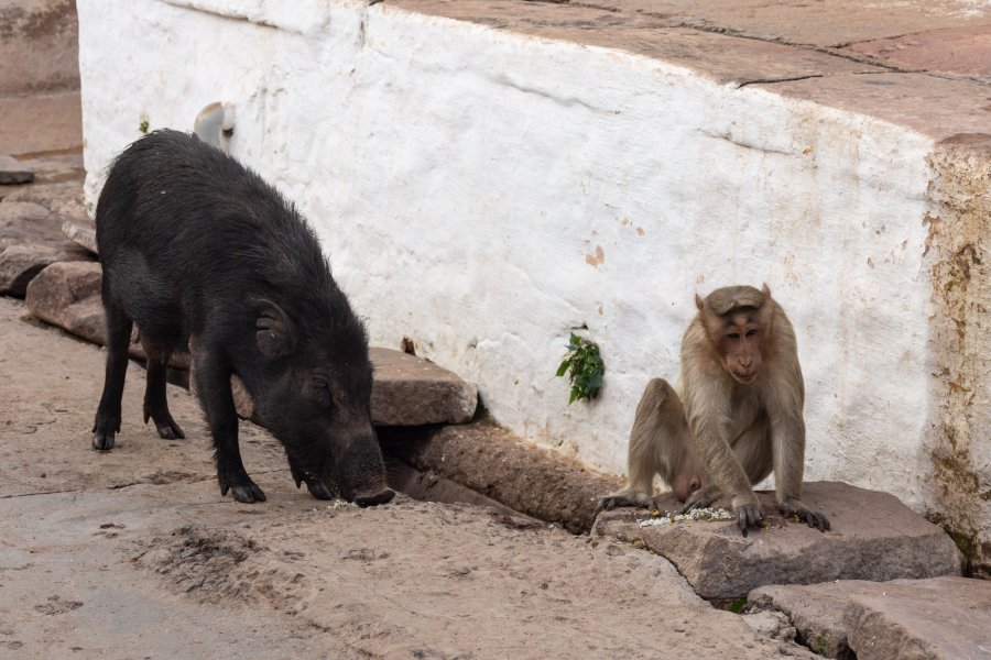 Badami : cochon et singe