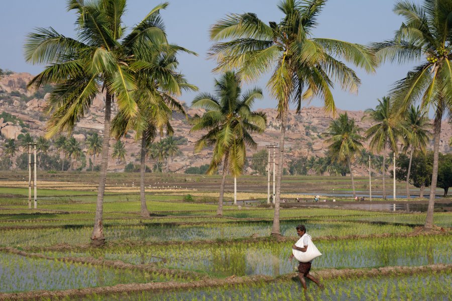 Indien dans les rizières d'Hampi