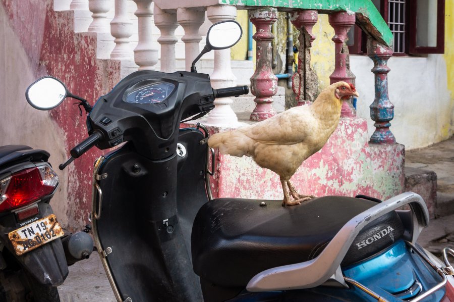 Scène de rue à Mamallapuram, Tamil Nadu