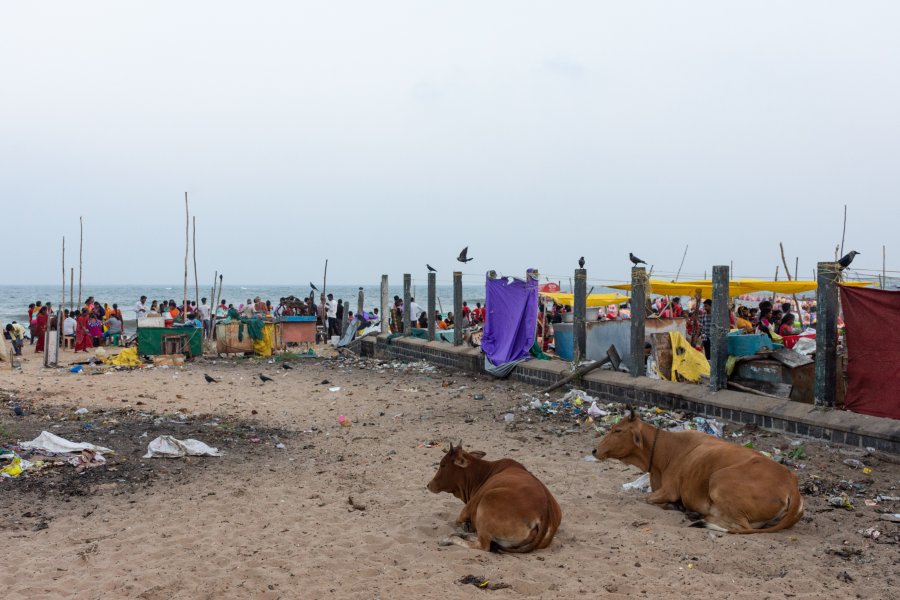 Vaches et déchets à Mamallapuram