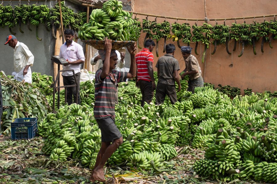 Bananes au marché Devaraja, Mysore, Inde