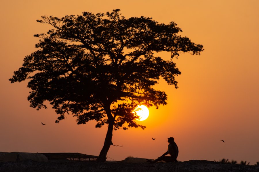 Singe au coucher du soleil en Inde