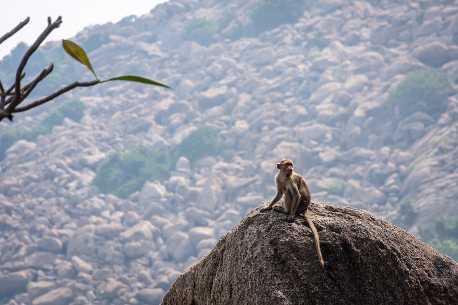 Singe au Fort de Gingee, Tamil Nadu