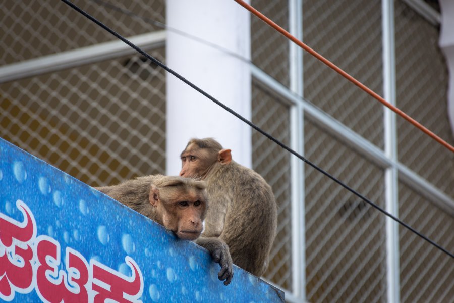 Singe à Chamundi Hills, Mysore, Inde