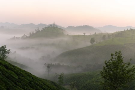 Lever de soleil et brume à Munnar, Kerala, Inde du sud