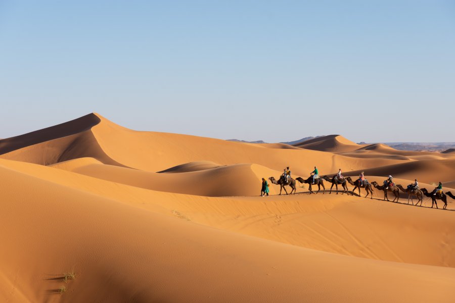 Dromadaires dans l'Erg Chebbi à Merzouga