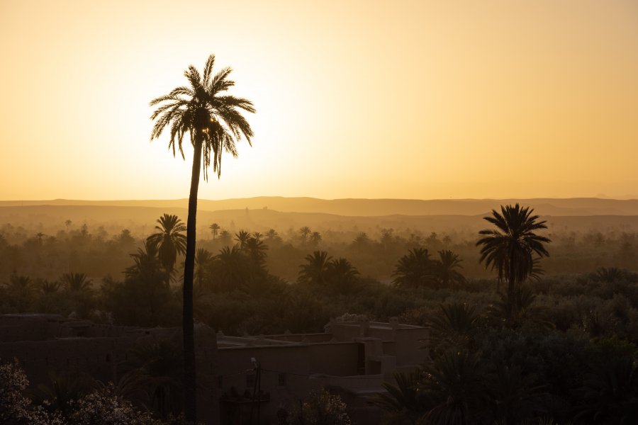 Palmeraie de Skoura au lever du soleil