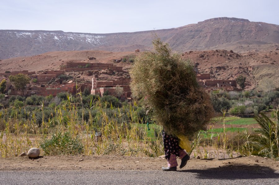 Travailleuse des champs au Maroc