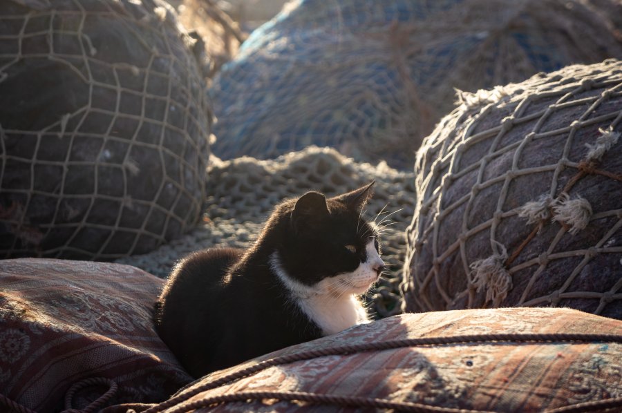 Chat dans les filets de pêche