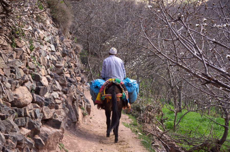 Marocain sur un âne à Imlil