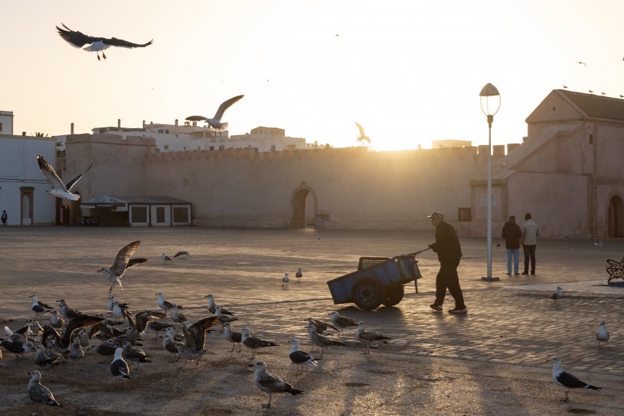 Mouettes dans la médina d'Essaouira