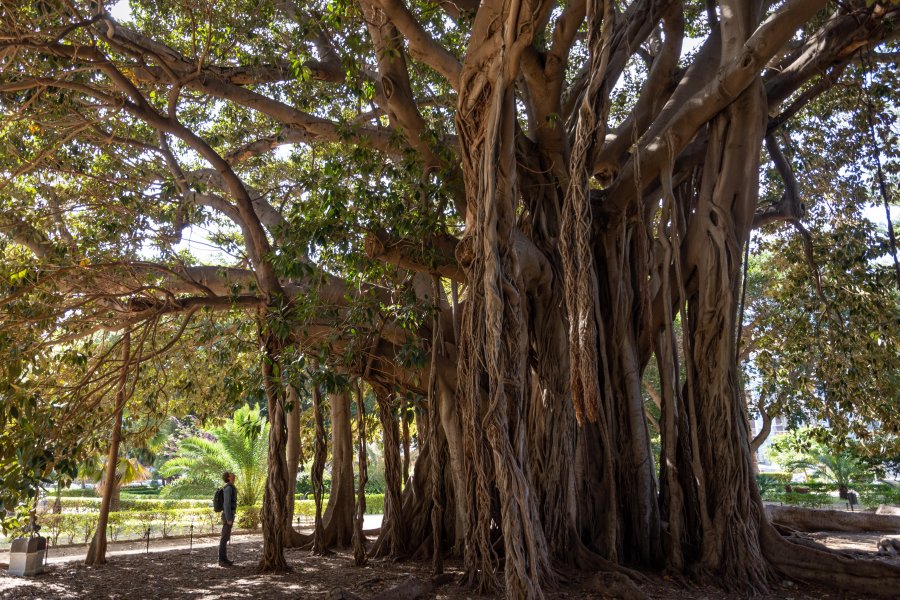 Ficus géant de Palerme