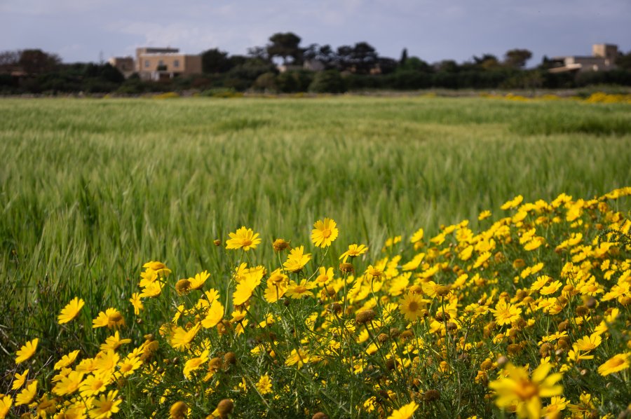 Fleurs sur l'île de Favignana