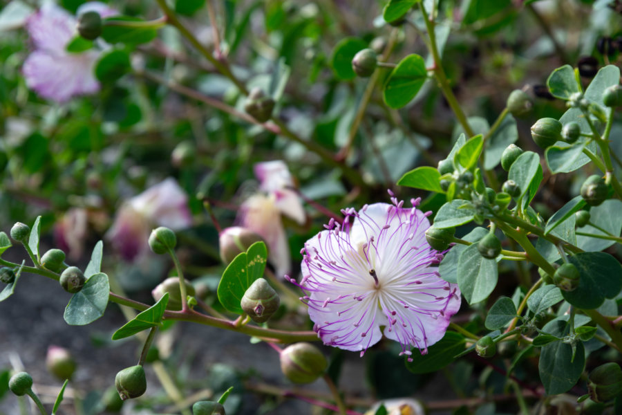 Fleur de câpres, Saline, Sicile