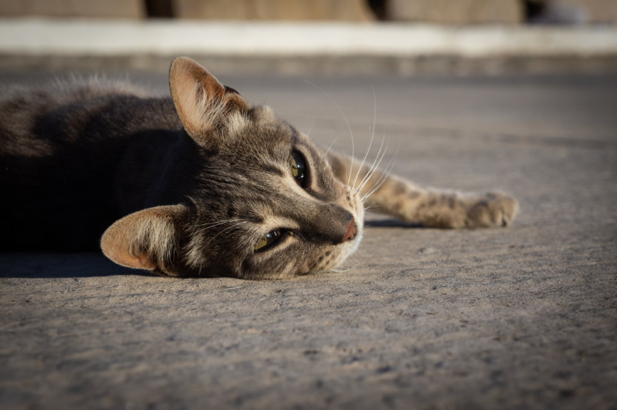 Sieste de chat