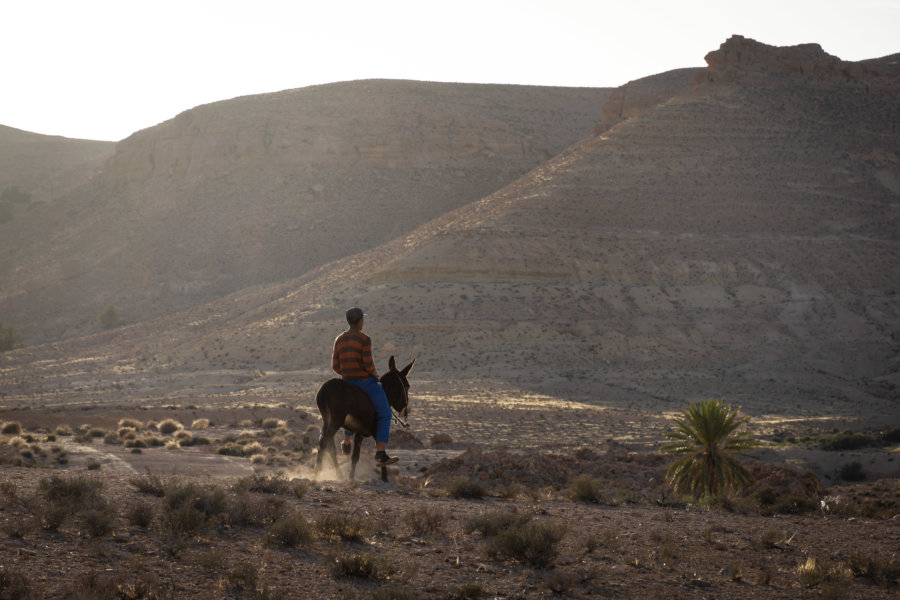 Tunisien sur un âne à Tataouine, Sud Tunisie