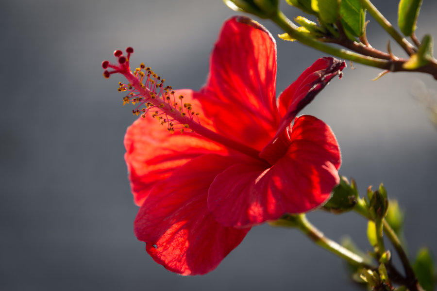 Fleur d'hibiscus