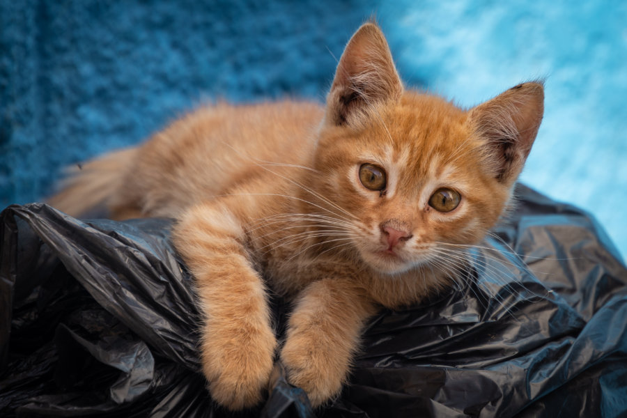 Chat sur une poubelle dans la médina de Bizerte