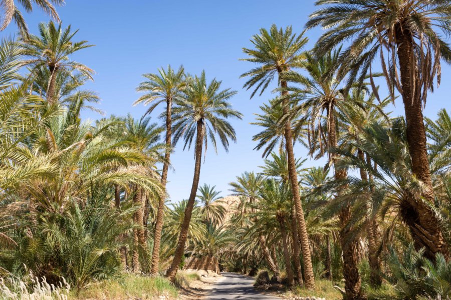 Palmeraie de Chebika à Tozeur, Tunisie