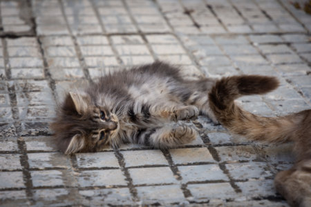 Chaton dans la rue à Otranto, Italie