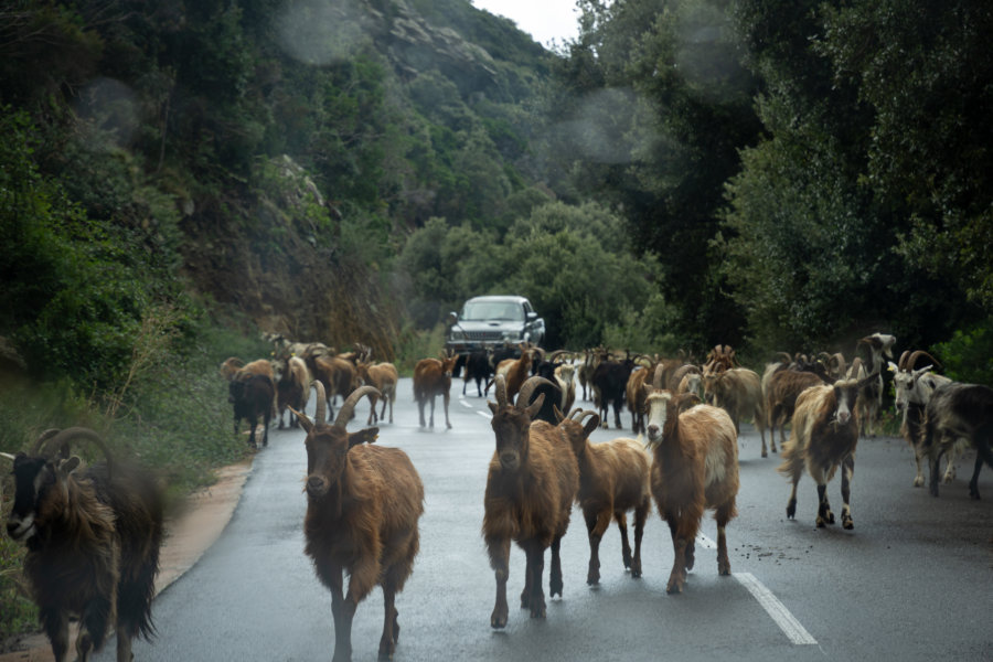 Chèvres en Haute-Corse