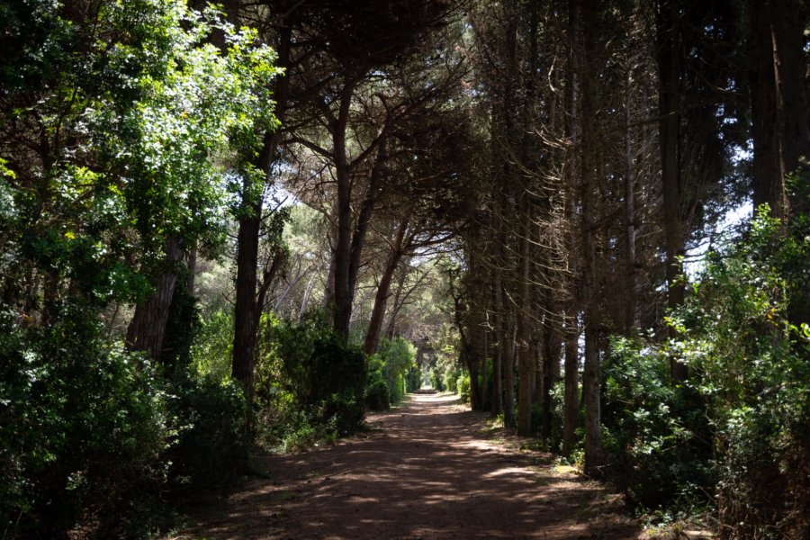 Randonnée dans la forêt, Salento, Italie