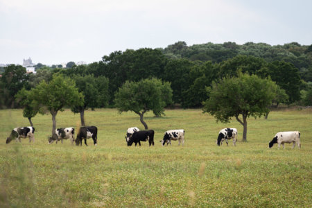 Vaches dans la campagne des Pouilles