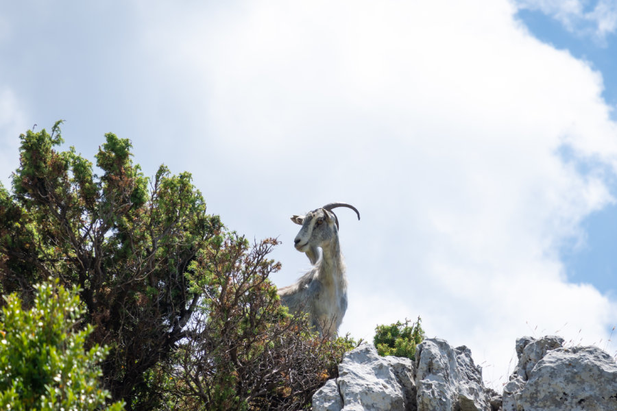 Chèvre dans le parc national de Llogara en Albanie