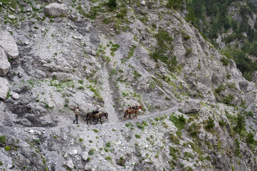 Chevaux dans la montagne albanaise