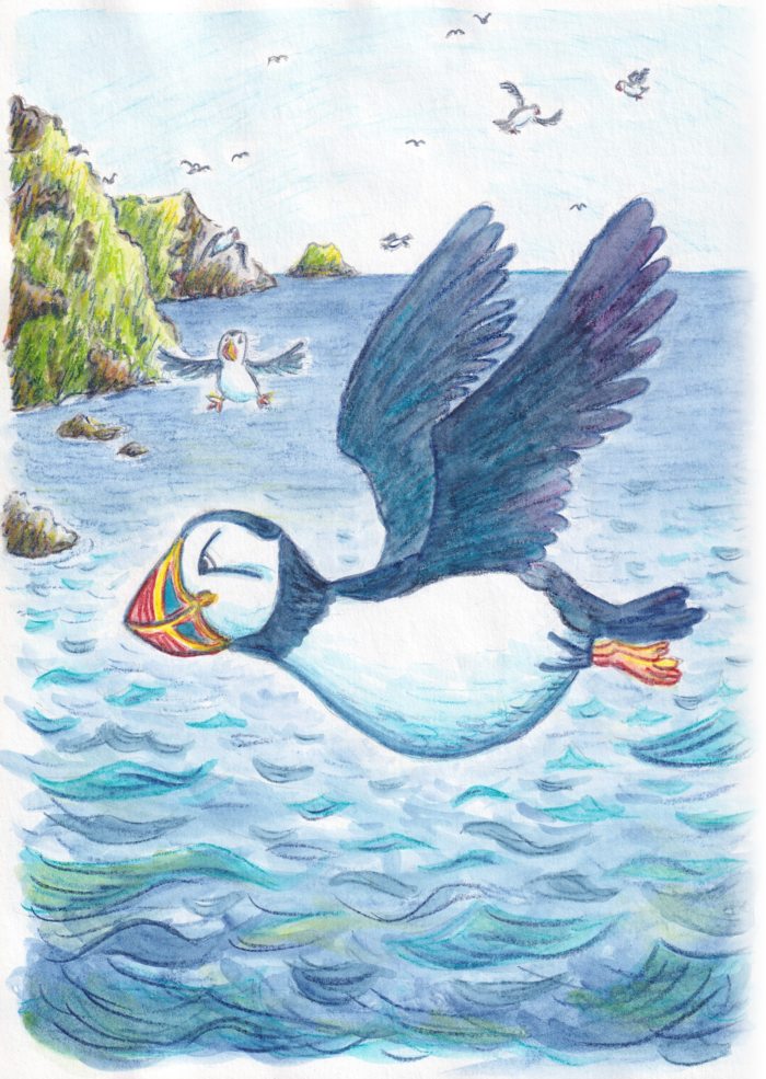 Dessin d'un macareux, wales