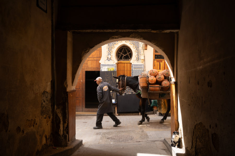 Âne dans la médina de Fès au Maroc