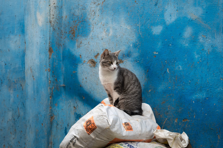 Chat sur mur bleu
