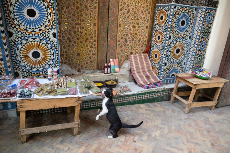 Chat près du mausolée Moulay Idriss II à Fès