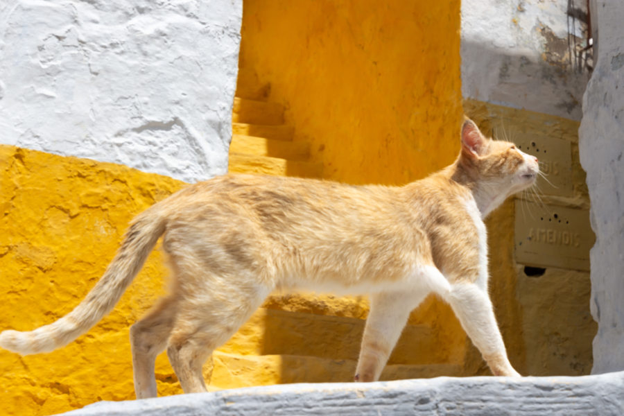 Chat roux et murs jaunes à Tetouan au Maroc
