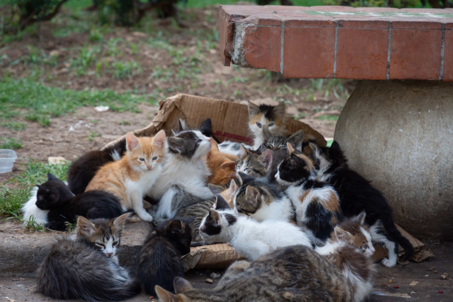 Chatons à Tetouan, Maroc