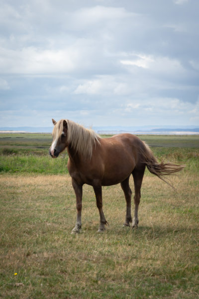 Cheval sur la péninsule de Gower au Pays de Galles