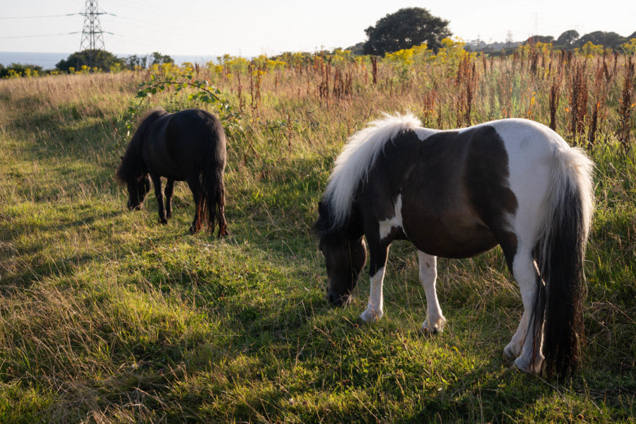Chevaux au Pays de Galles, camping de Llanelli