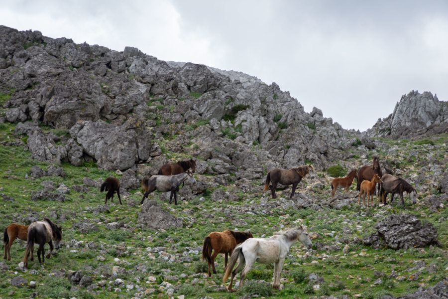 Chevaux sauvages sur le Monte Blanco près de Tetouan