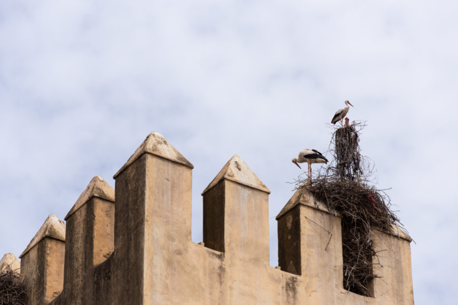 Cigogne sur la porte Bab El Semmarine à Fès