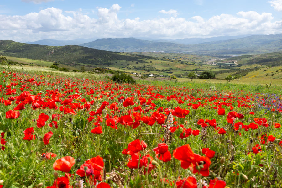 Champ de coquelicots, la campagne près de Tetouan
