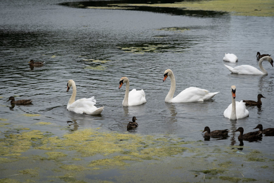 Cygnes sur le lac à Pembroke