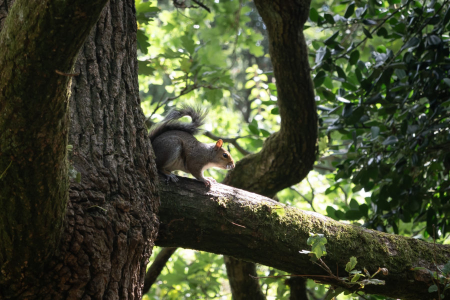 Ecureuil dans le parc de Brandon Hill à Bristol
