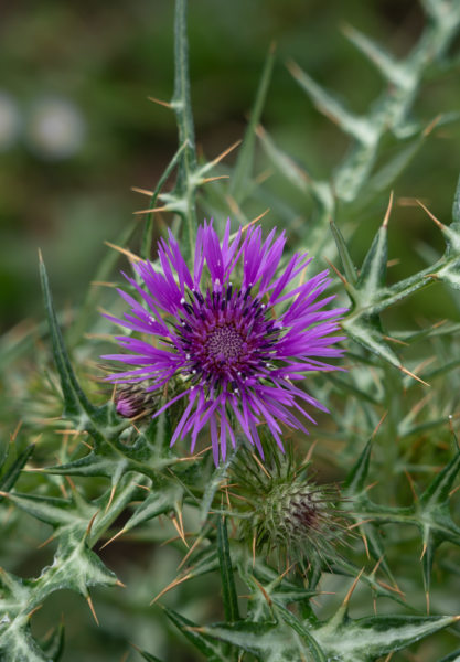 Fleur de chardon