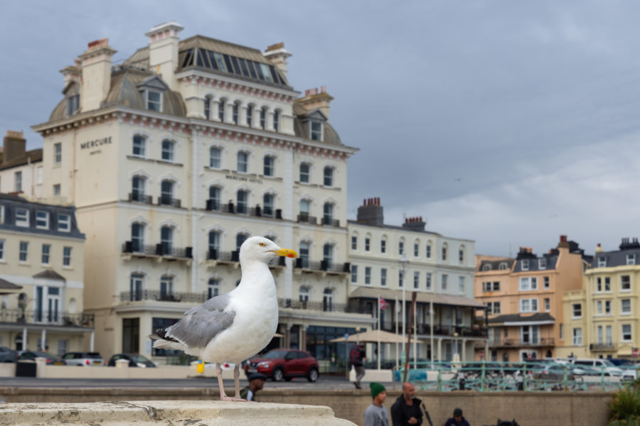 Goéland à Brighton