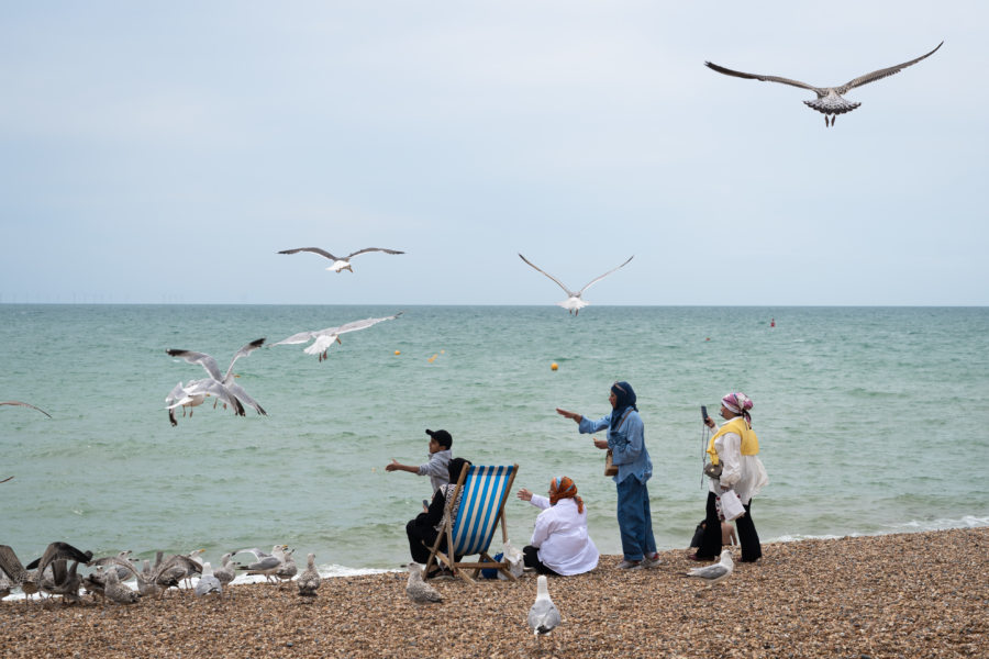 Goélands sur la plage de Brighton