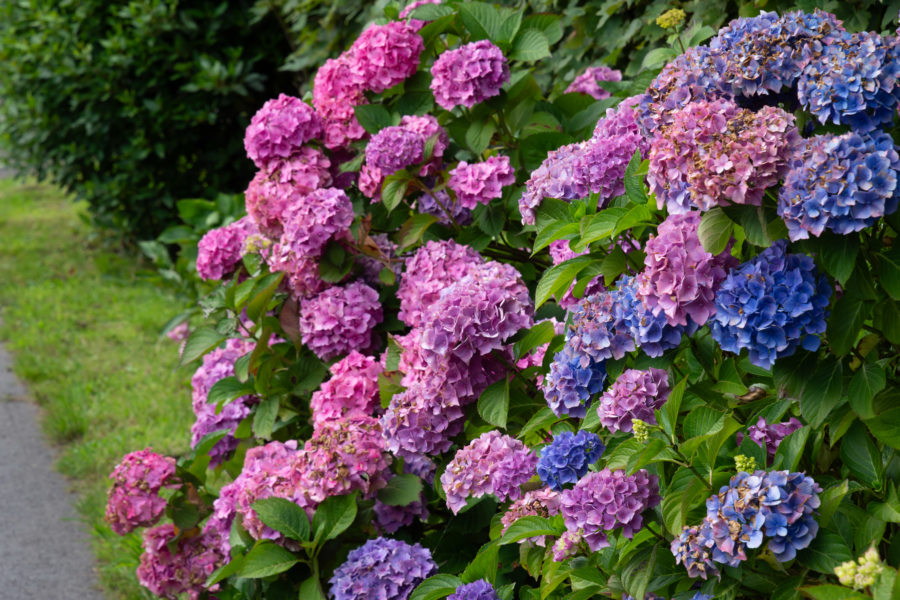 Hortensias au Pays de Galles