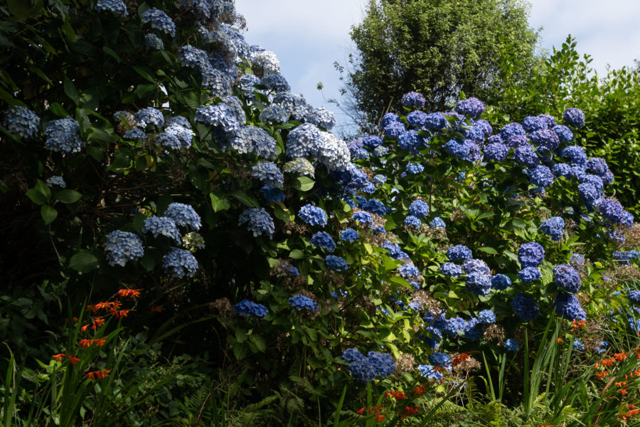 Hortensias, vélo au Pays de galles