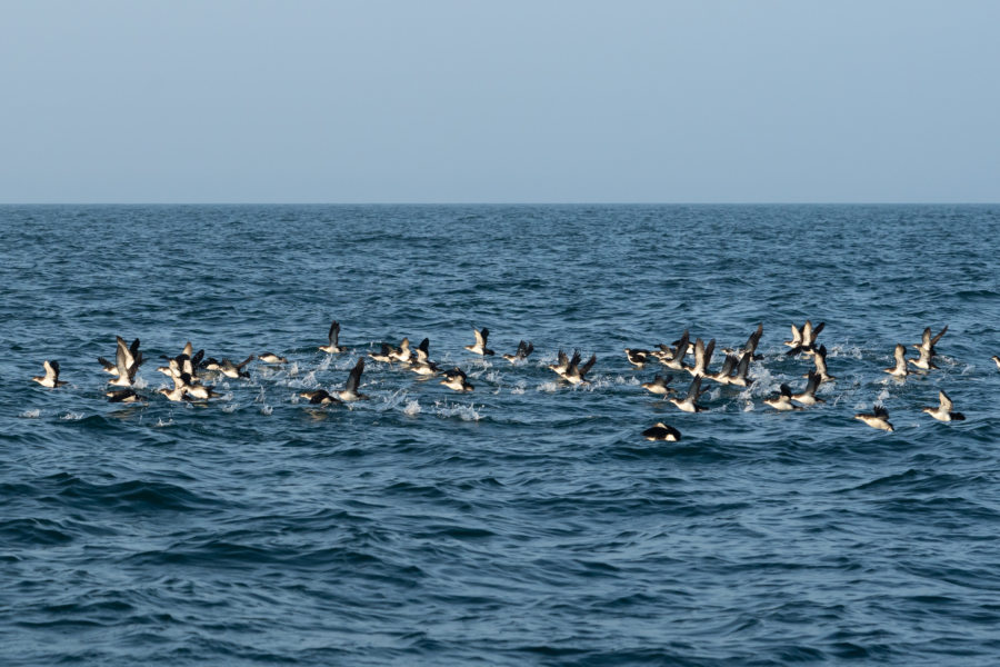 Macareux sur la mer près de l'île de Skomer au Pays de Galles