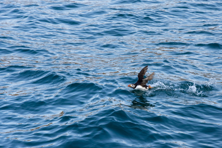 Macareux sur l'île de Skomer, péninsule de Marloes l'été