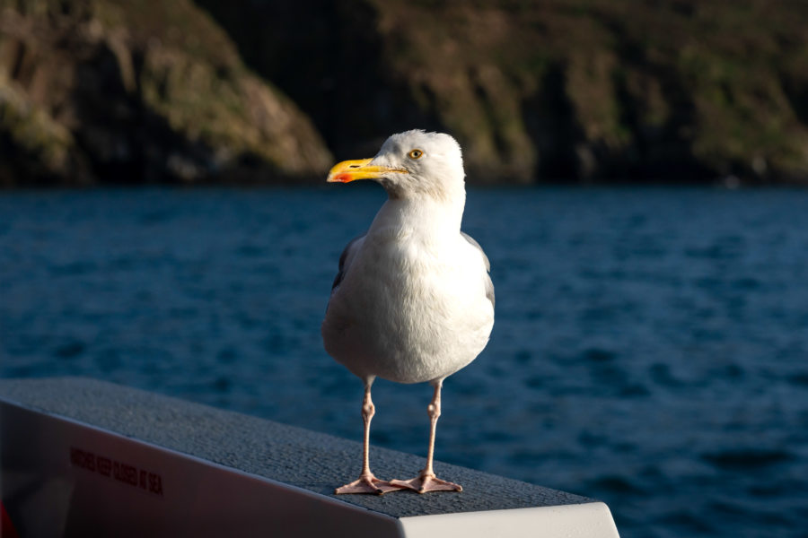 Mouette sur le bateau vers Skomer au Pays de Galles